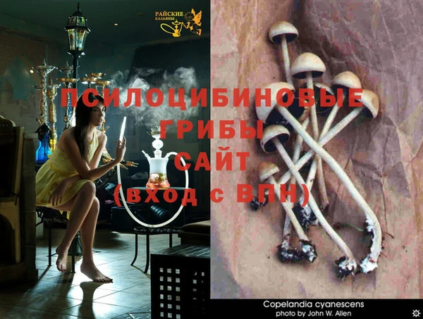 амф Богданович